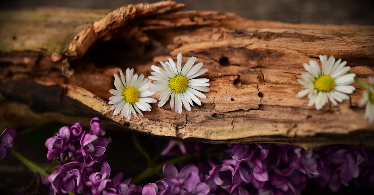 découvrez l'univers fascinant du driftwood, ce bois flotté aux formes uniques et à l'esthétique naturelle. apprenez à intégrer ces pièces uniques dans votre décoration intérieure et extérieure, ainsi que des conseils pour des projets diy inspirants utilisant le driftwood.
