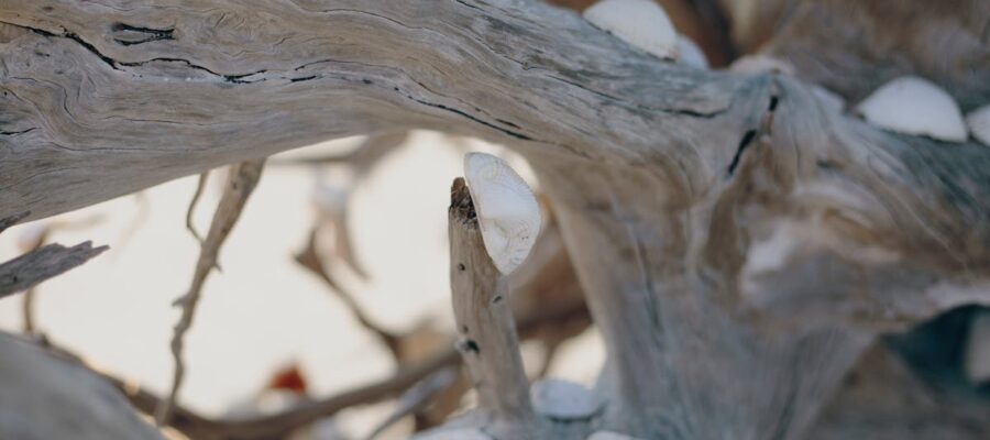 découvrez l'univers fascinant du driftwood : des objets en bois flotté uniques pour décorer votre intérieur avec style. plongez dans l'authenticité et laissez-vous inspirer par la beauté naturelle de ces créations.