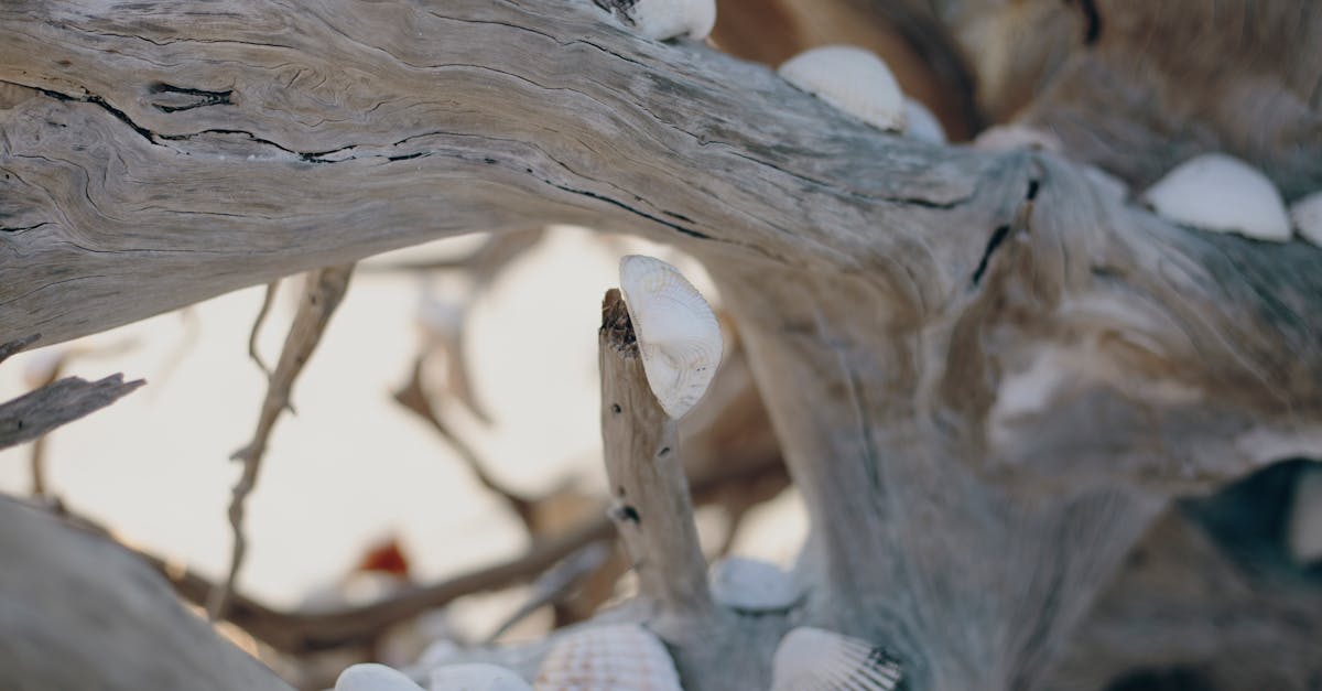découvrez l'univers fascinant du driftwood : des objets en bois flotté uniques pour décorer votre intérieur avec style. plongez dans l'authenticité et laissez-vous inspirer par la beauté naturelle de ces créations.