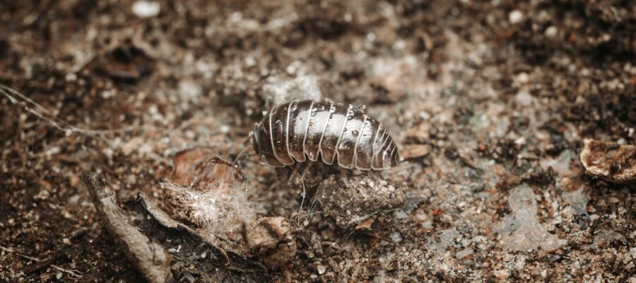 découvrez tout sur les pillbugs, ces petits crustacés fascinants ! apprenez leur habitat, leur comportement et leur rôle dans l'écosystème. idéal pour les passionnés de biologie et les curieux de la nature.