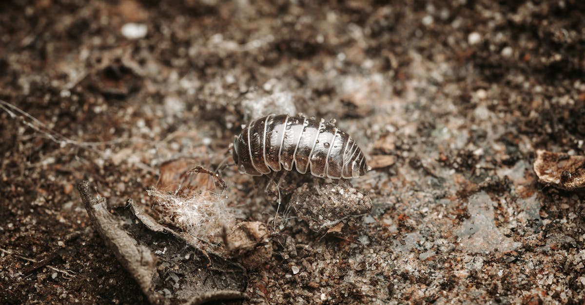 découvrez tout sur les pillbugs, ces petits crustacés fascinants ! apprenez leur habitat, leur comportement et leur rôle dans l'écosystème. idéal pour les passionnés de biologie et les curieux de la nature.