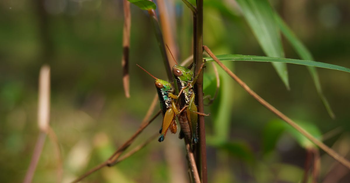 découvrez le monde fascinant des insectes xylophages, ces petites créatures qui se nourrissent de bois et peuvent causer des dégâts considérables dans nos habitations. apprenez à les identifier, à comprendre leur cycle de vie et à prévenir les infestations avec nos conseils pratiques.