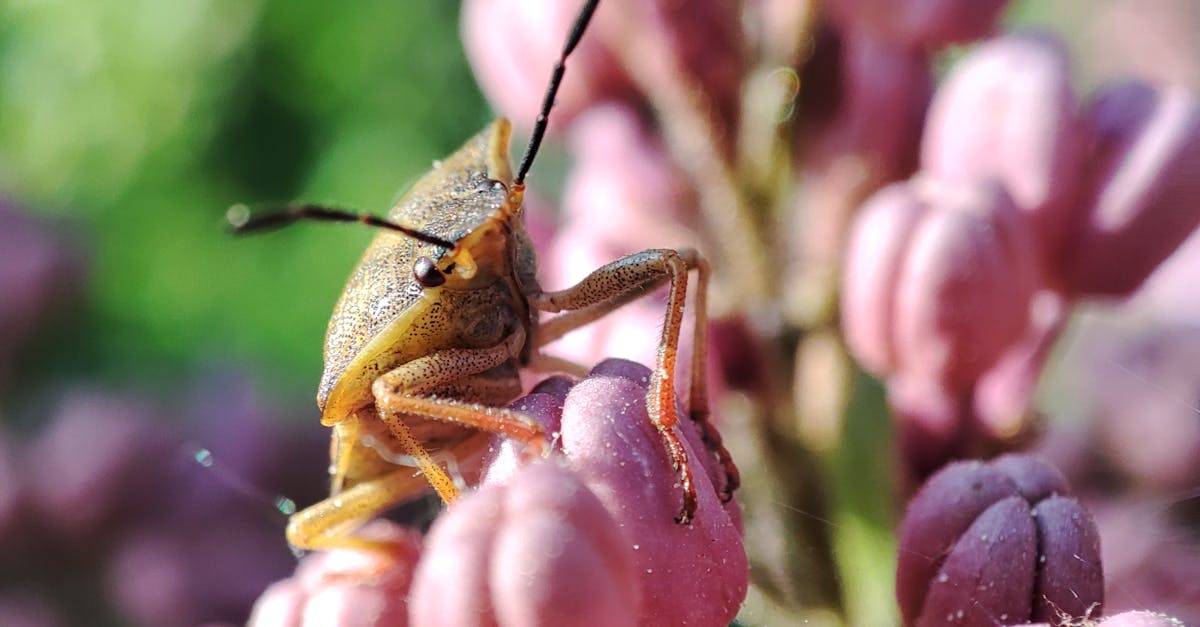 découvrez les insectes xylophages, ces nuisibles qui s'attaquent au bois. apprenez à les identifier, comprendre leur cycle de vie et les méthodes efficaces pour protéger vos structures en bois.
