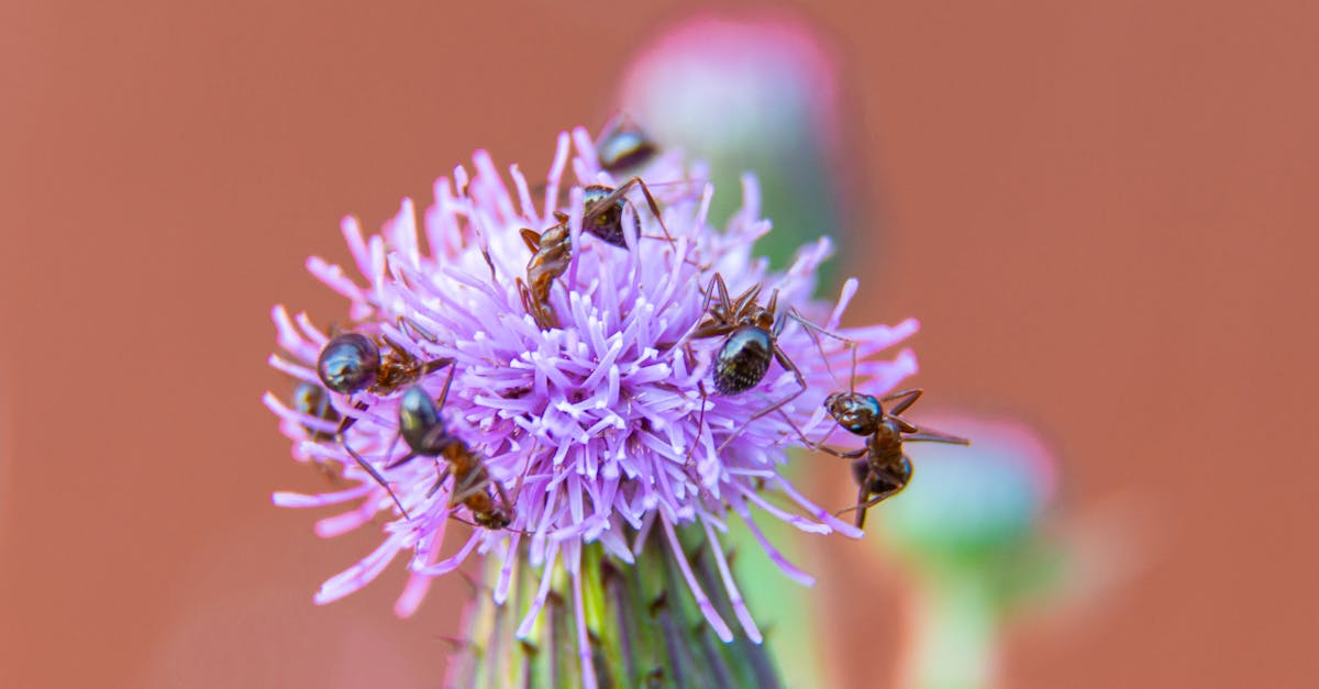 découvrez l'univers fascinant des insectes xylophages : espèces, comportements, et méthodes de prévention pour protéger votre bois des infestations.