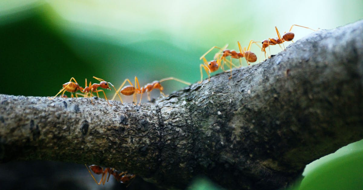 découvrez les insectes xylophages, de redoutables nuisibles pour le bois. apprenez à les identifier, comprendre leur impact sur votre maison et les solutions pour les contrôler efficacement.