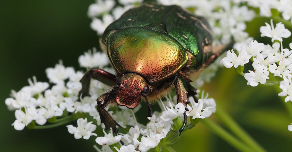 découvrez tout ce qu'il faut savoir sur les carpet beetles : identification, prévention et solutions efficaces pour protéger votre maison contre ces insectes nuisibles.