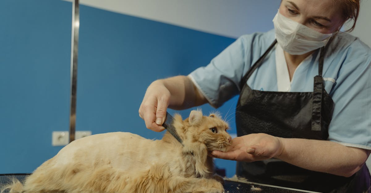 découvrez nos conseils essentiels pour assurer la sécurité de votre chat à la maison et à l'extérieur. protégez votre félin des dangers courants grâce à des astuces pratiques et faciles à appliquer.