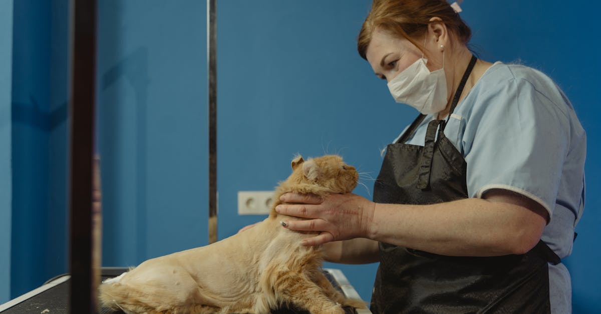 découvrez nos conseils essentiels pour assurer la sécurité de votre chat à la maison et à l’extérieur. protégez votre animal des dangers courants avec des astuces pratiques et des recommandations d’experts.