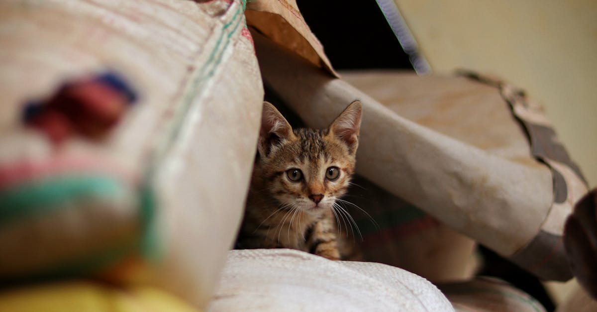 découvrez tous nos conseils pour assurer la sécurité de votre chat à la maison et à l’extérieur. protégez votre animal de compagnie grâce à des astuces pratiques et des recommandations d’experts.