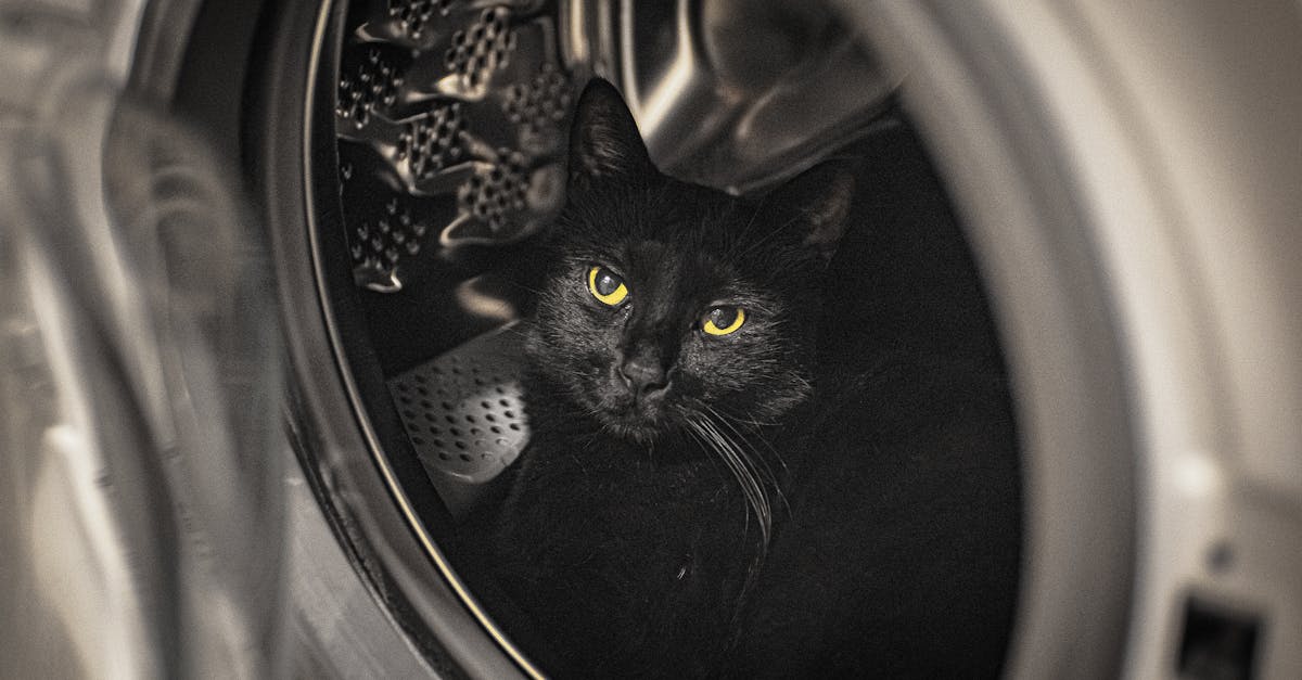 découvrez tous nos conseils pour assurer la sécurité de votre chat à la maison et à l'extérieur. astuces, accessoires et bonnes pratiques pour protéger votre animal de compagnie au quotidien.