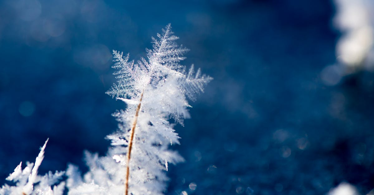 découvrez tout sur le phénomène de frost : explications, impacts, conseils pour le prévenir et protéger vos cultures ou véhicules lors des périodes de gel.