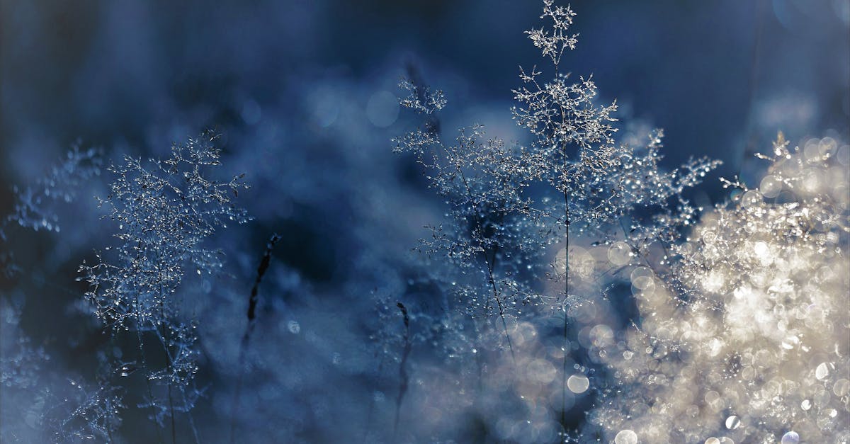découvrez tout ce qu'il faut savoir sur le frost : définitions, effets, prévention et solutions pour protéger vos biens et cultures contre le gel.