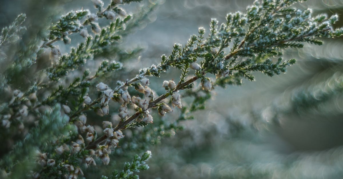 découvrez tout ce qu'il faut savoir sur le frost : ses caractéristiques, son impact sur la nature, et des conseils pour s'en protéger efficacement. informations et astuces pratiques.