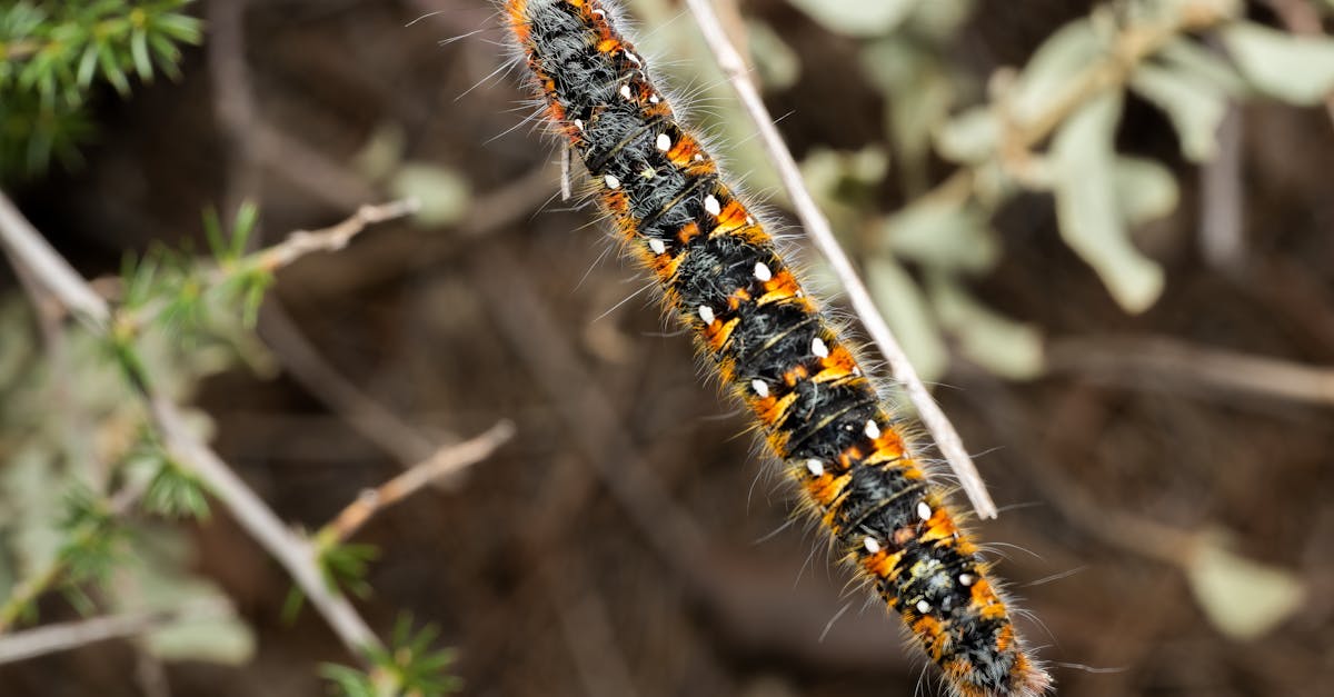 découvrez comment retirer efficacement les asticots de la peau ou des plaies en toute sécurité, les méthodes recommandées et les conseils pour prévenir les infestations. informations essentielles sur l'enlèvement des asticots.