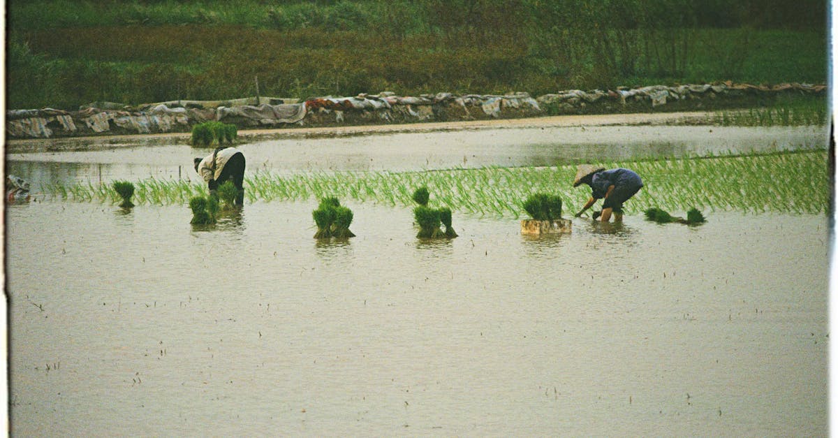 découvrez tout sur la dureté de l’eau : définition, causes, impacts sur la santé et les appareils domestiques, ainsi que des solutions pour l’adoucir efficacement.