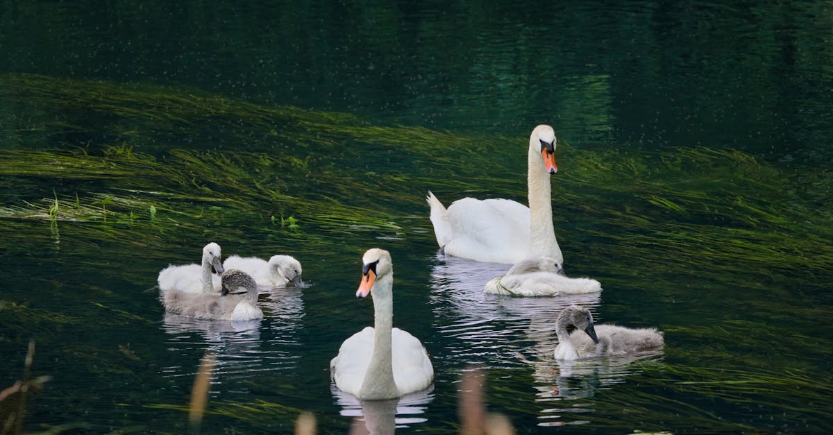 découvrez notre guide complet de comparaison des chauffe-eau. comparez les différents modèles, technologies et prix pour choisir le chauffe-eau qui répondra le mieux à vos besoins en eau chaude. ne passez pas à côté de nos conseils d'experts pour faire le meilleur choix!