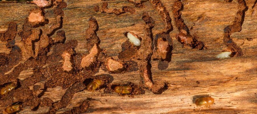 découvrez tout ce que vous devez savoir sur le woodworm, ce insecte réputé pour son ravage sur le bois. apprenez à identifier les infestations, les méthodes de prévention et les solutions de traitement efficaces pour protéger vos meubles et structures en bois.
