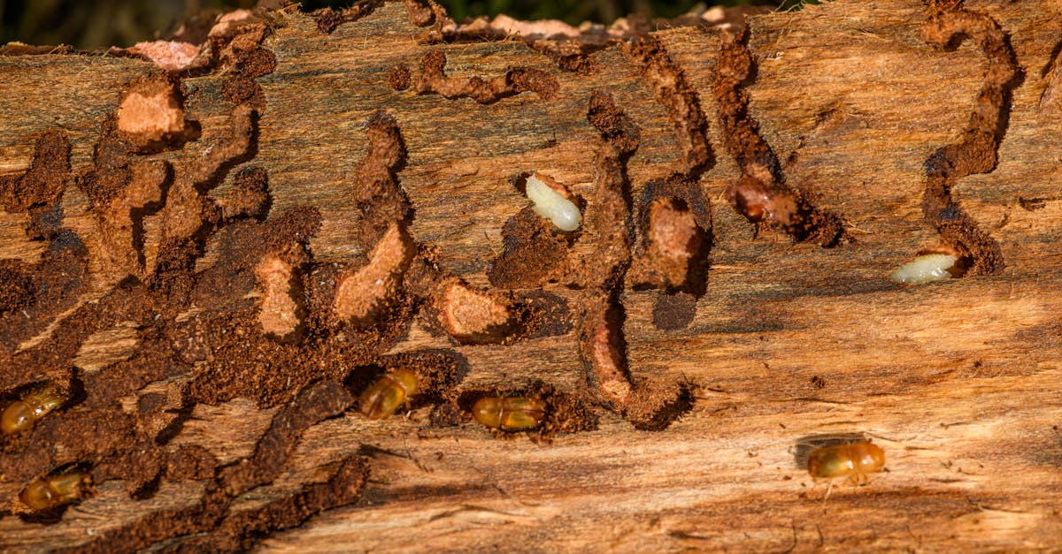 découvrez tout ce que vous devez savoir sur le woodworm, ce insecte réputé pour son ravage sur le bois. apprenez à identifier les infestations, les méthodes de prévention et les solutions de traitement efficaces pour protéger vos meubles et structures en bois.