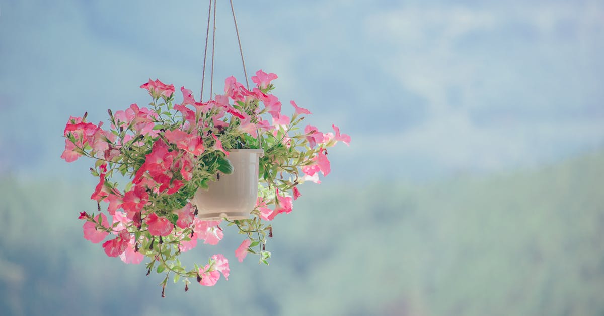 découvrez comment décorer votre intérieur avec des plantes suspendues. conseils, idées déco et sélection des meilleures variétés pour créer un espace naturel et tendance chez vous.