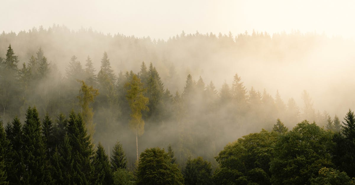 découvrez tout ce qu'il faut savoir sur l'humidité : ses causes, ses effets sur la santé et l'habitat, ainsi que des conseils pour la contrôler efficacement au quotidien.