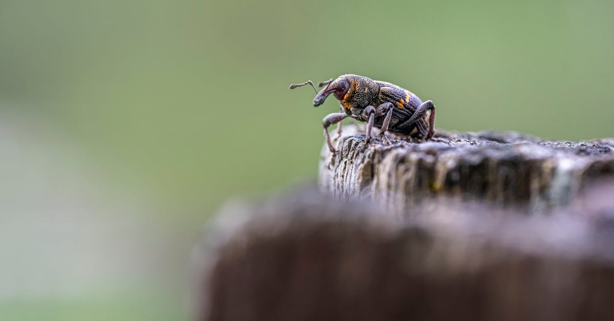 découvrez les coûts des services de lutte antiparasitaire : tarifs moyens, facteurs qui influencent le prix et conseils pour choisir la solution la plus adaptée à votre problème de nuisibles.