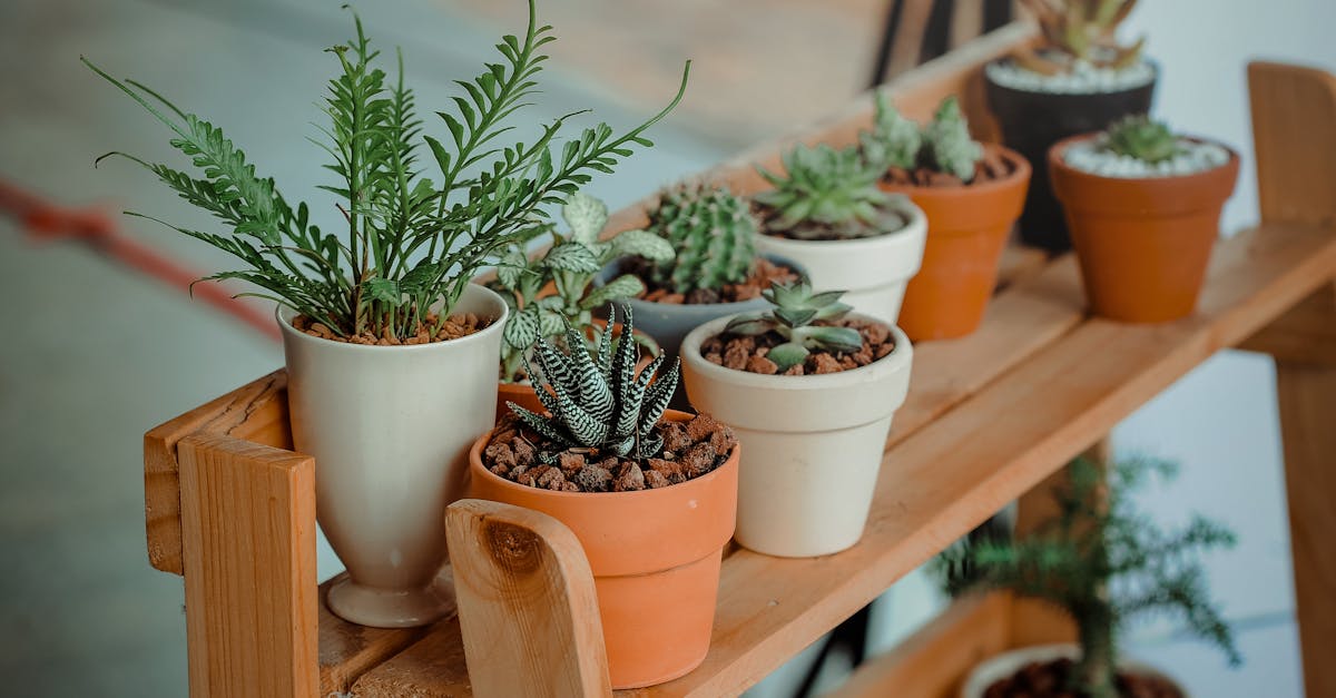 découvrez tout ce qu'il faut savoir sur les plantes d'intérieur : conseils d'entretien, idées de décoration et astuces pour choisir les meilleures houseplants pour votre maison.