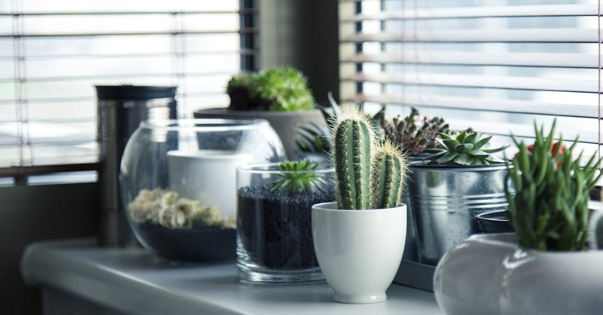 découvrez tout sur les plantes d'intérieur : conseils d'entretien, sélection des meilleures variétés et astuces pour embellir votre maison avec des plantes adaptées à chaque pièce.