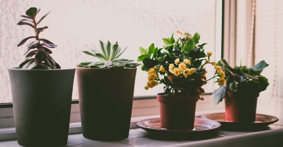 découvrez tout sur les plantes d’intérieur : conseils d’entretien, idées de décoration et sélection des meilleures espèces pour apporter fraîcheur et bien-être dans votre maison.