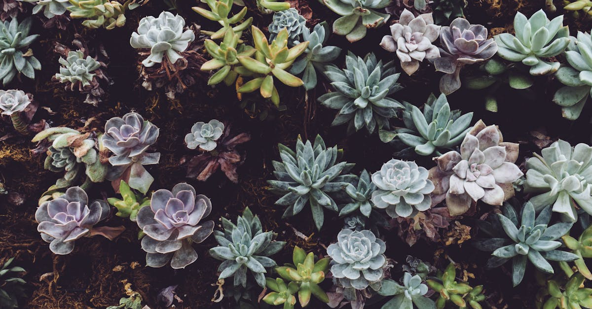découvrez tout sur les houseplants : conseils d’entretien, variétés populaires et astuces pour réussir la culture de plantes d’intérieur et embellir votre maison naturellement.