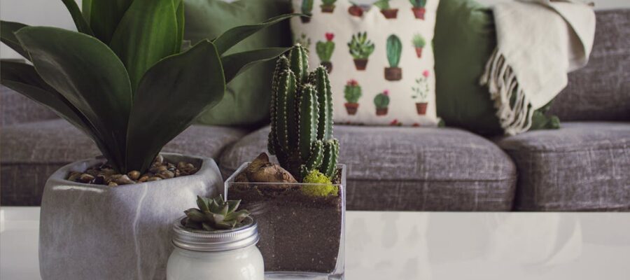 découvrez comment entretenir et décorer votre intérieur avec des plantes d'intérieur. conseils, astuces et sélection de variétés pour un espace de vie sain et accueillant.