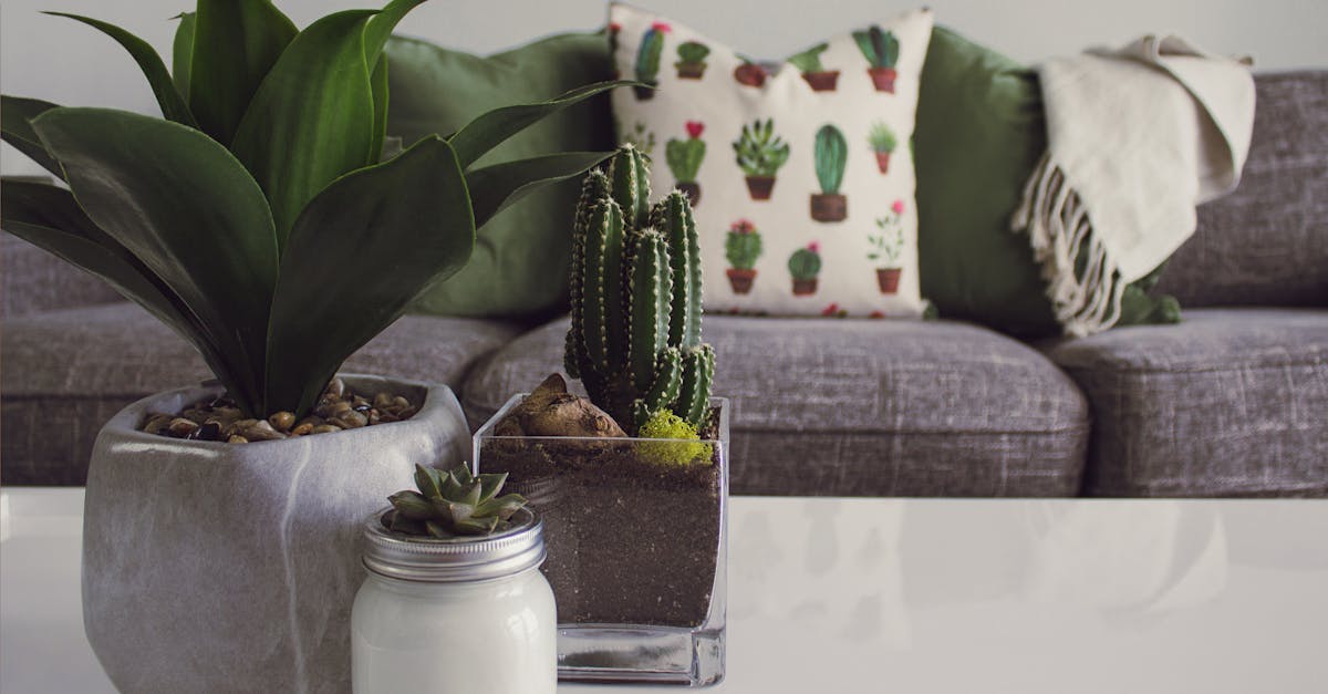 découvrez comment entretenir et décorer votre intérieur avec des plantes d'intérieur. conseils, astuces et sélection de variétés pour un espace de vie sain et accueillant.