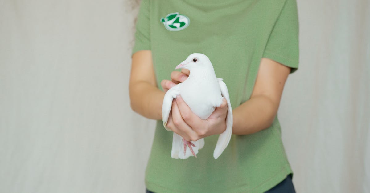 découvrez des méthodes efficaces et respectueuses des animaux pour éloigner les pigeons de votre espace, sans leur nuire. conseils et solutions anti-pigeons humaines et écologiques.
