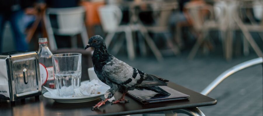 découvrez des solutions humaines et efficaces pour éloigner les pigeons sans leur nuire. protégez vos espaces extérieurs grâce à des répulsifs doux et respectueux des animaux.