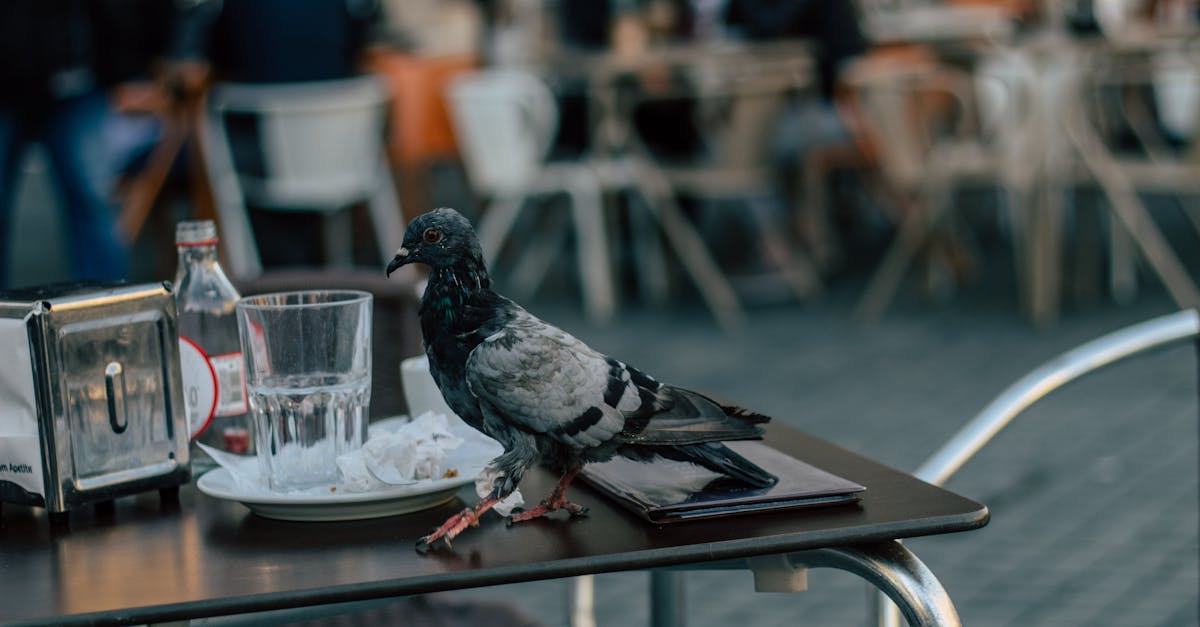 découvrez des solutions humaines et efficaces pour éloigner les pigeons sans leur nuire. protégez vos espaces extérieurs grâce à des répulsifs doux et respectueux des animaux.