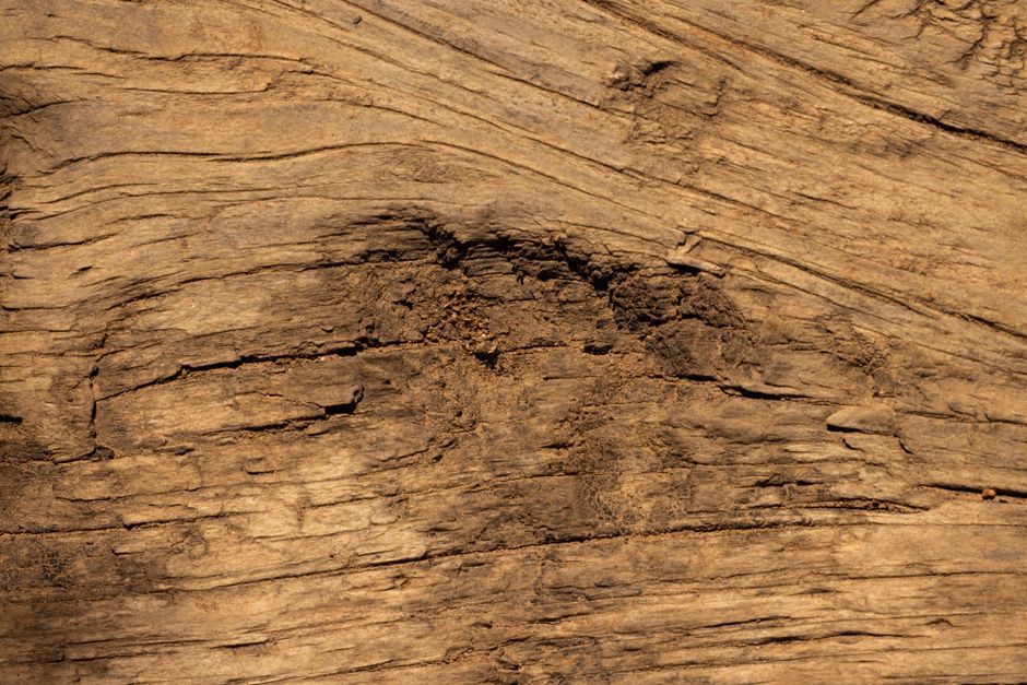 Detailed close-up of natural wood texture showing intricate patterns and knots, perfect for backgrounds.