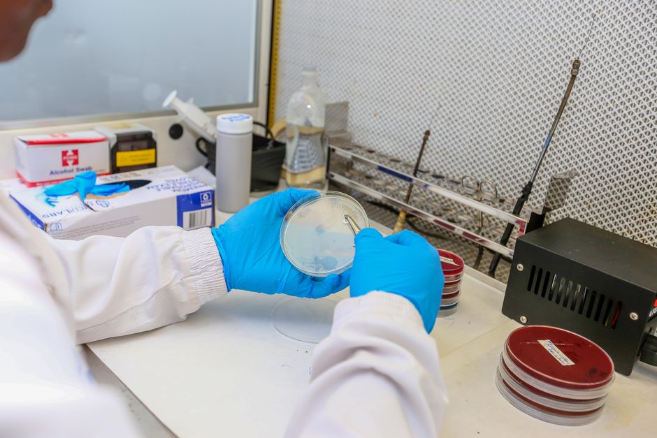 Scientist in laboratory holding petri dish with cultures, wearing protective gloves and coat.