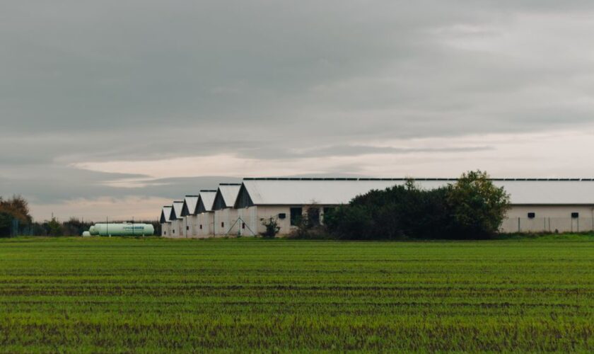 A rural poultry farm with green fields under a cloudy sky, showcasing agricultural buildings.