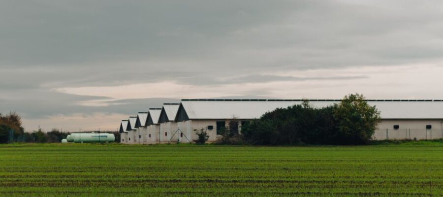 A rural poultry farm with green fields under a cloudy sky, showcasing agricultural buildings.