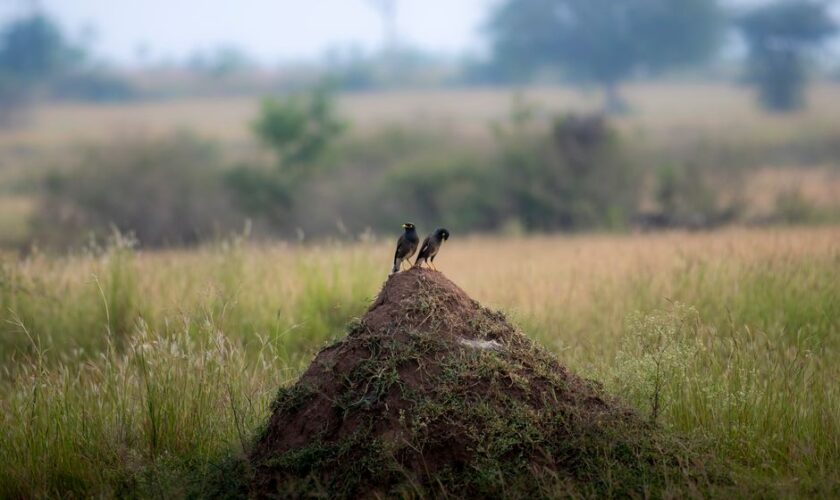 Two birds perched on a termite mound amidst a natural field setting, perfect for wildlife photography enthusiasts.