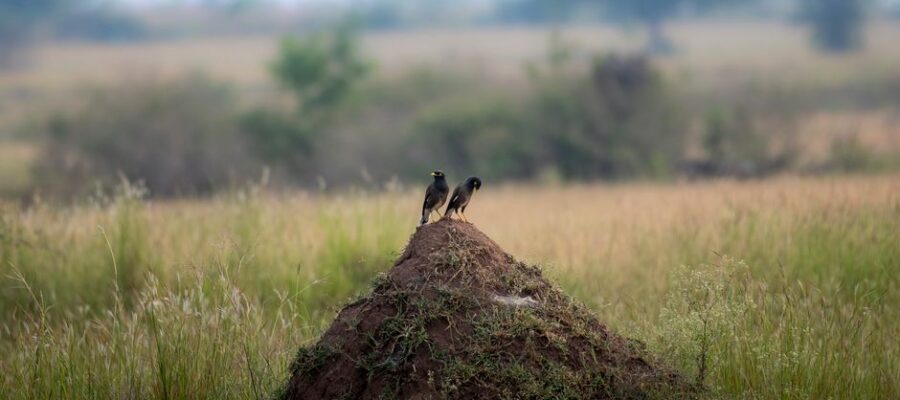 Two birds perched on a termite mound amidst a natural field setting, perfect for wildlife photography enthusiasts.