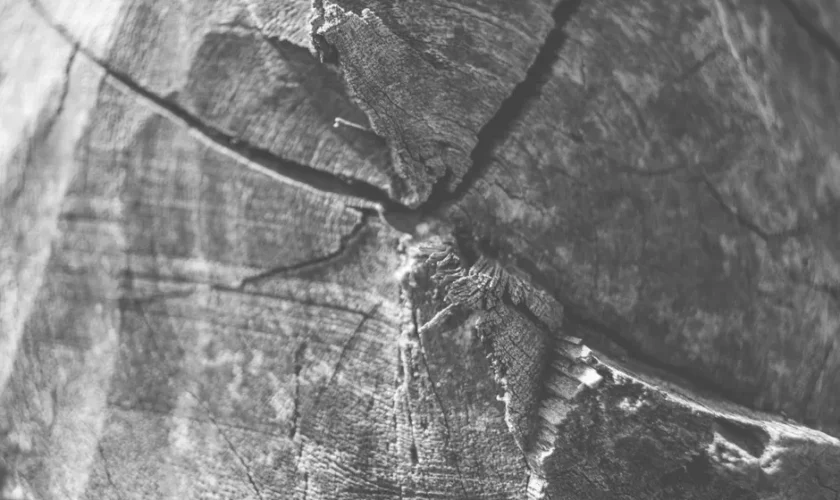 Close-up black and white photo highlighting the cracks and textures of a wooden surface.