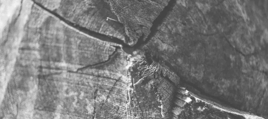 Close-up black and white photo highlighting the cracks and textures of a wooden surface.