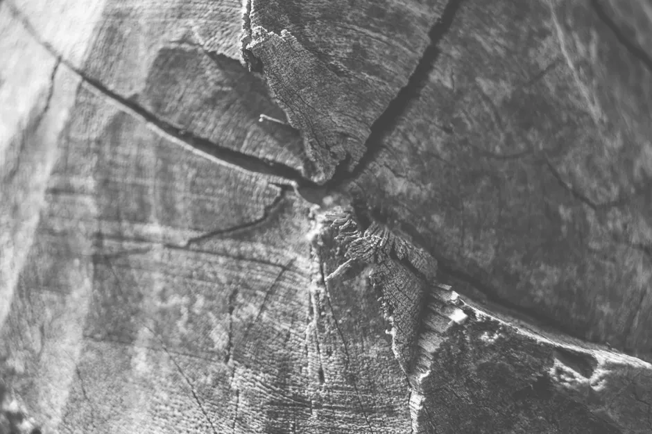 Close-up black and white photo highlighting the cracks and textures of a wooden surface.