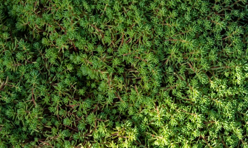 Close-up view of lush green Sedum Hispanicum, ideal for nature backgrounds.