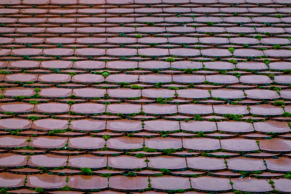 Detailed view of a classic red tiled roof with green moss growing between the tiles.