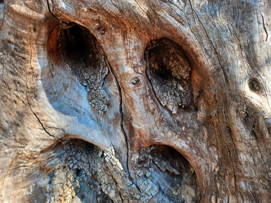 Detailed view of a tree trunk with unique texture and natural cavities.