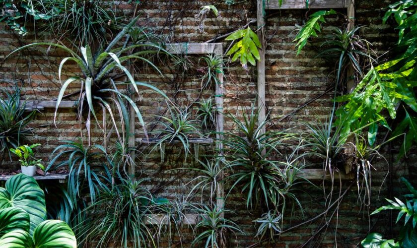 Lush vertical garden with diverse green plants on an aged brick wall, perfect for natural decor.