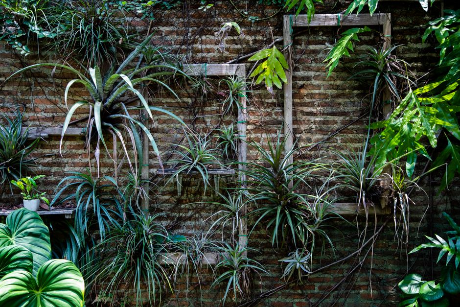 Lush vertical garden with diverse green plants on an aged brick wall, perfect for natural decor.